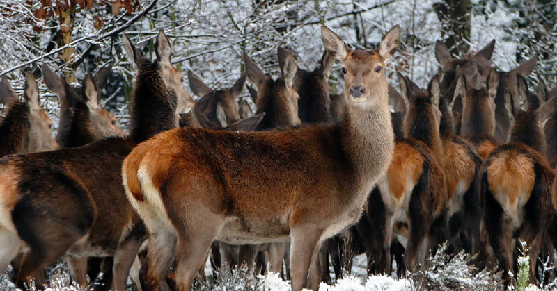 herd of deer - representing a herd mentality sourcing strategy
